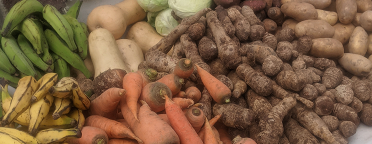 Food and Nutrition Security: An Essential Element of Caribbean Resilience